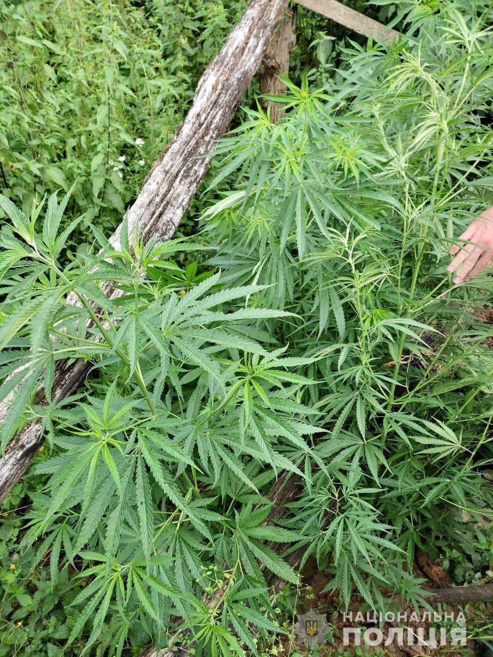 Мукачівець у себе на подвір`ї вирощував коноплю