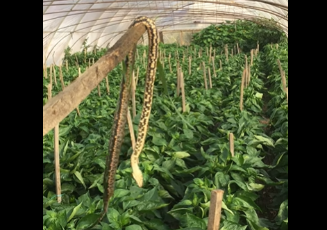 На Виноградівщині у теплиці виловили величезну змію