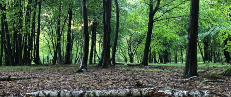 Місцевого жителя Нижньої Апші судитимуть за незаконну порубку дерев