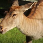 За вбивство олениці на території НПП «Синевир» прокуратура вимагає відшкодування збитків