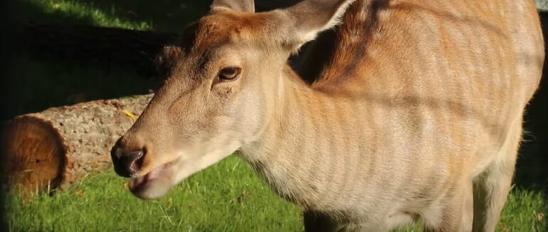 За вбивство олениці на території НПП «Синевир» прокуратура вимагає відшкодування збитків
