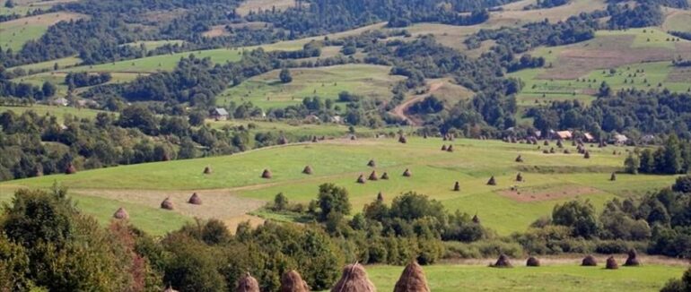 Випасав худобу і додому не повернувся: на Міжгірщині зник безвісти чоловік