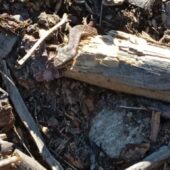 Житель Рахівщини натрапив на отруйну змію