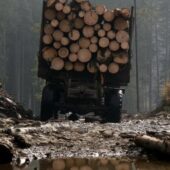 На Тячівщині зупинили авто з діловим лісом без чіпів та документів