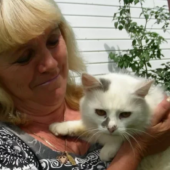 Домашній рятівник: на Рахівщині мешкає унікальний кіт-змієлов