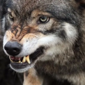 На Виноградівщині з літака розкидатимуть вакцину проти сказу