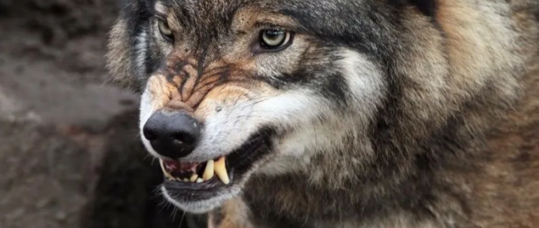 На Виноградівщині з літака розкидатимуть вакцину проти сказу