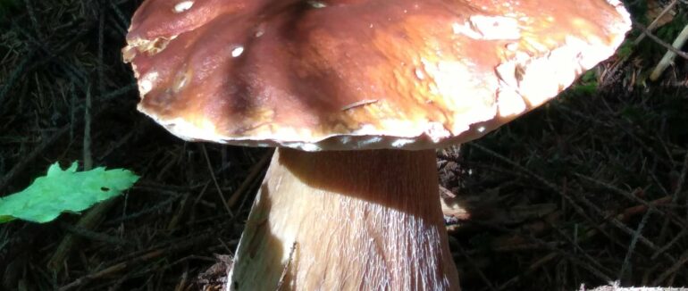 Закарпатець під час прогулянки у нацпарку “Синевир” зірвав грибний джекпот