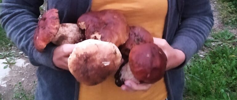 На Рахівщині розпочався сезон на білий гриб