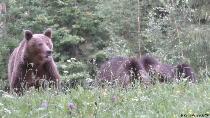 Щоночі бурі ведмеді тероризують румунське село Ождула