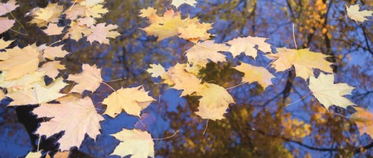 Багато опадів і перші заморозки: народний синоптик дав прогноз погоди на осінь-2021