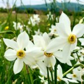 Екологічні проблеми Долини нарцисів: меценати з Німеччини нададуть допомогу