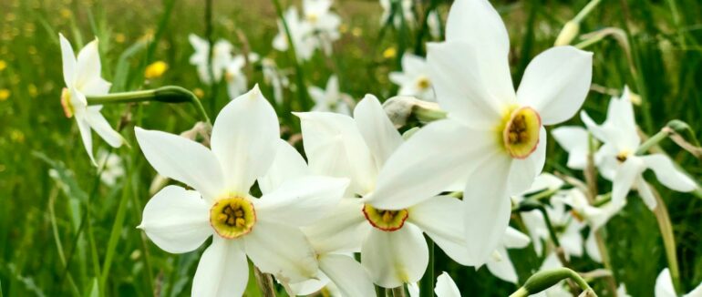 Екологічні проблеми Долини нарцисів: меценати з Німеччини нададуть допомогу