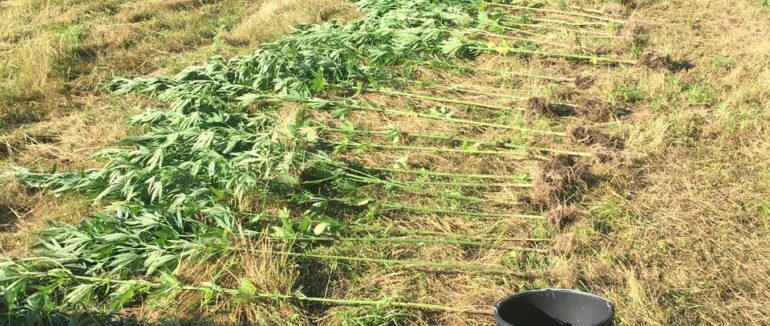 Вирощування рослин коноплі: на Ужгородщині затримали раніше судимого закарпатця