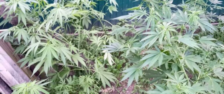 Обшук помешкання жителя Хуста: поліцейські вилучили 2 кілограми марихуани