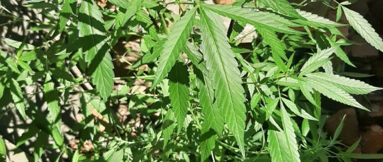 На Мукачівщині виявили у дворогосподарстві місцевого жителя насадження коноплі