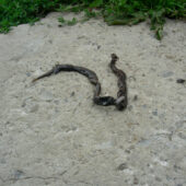 На Рахівщині живе кіт, який полює на гадюк