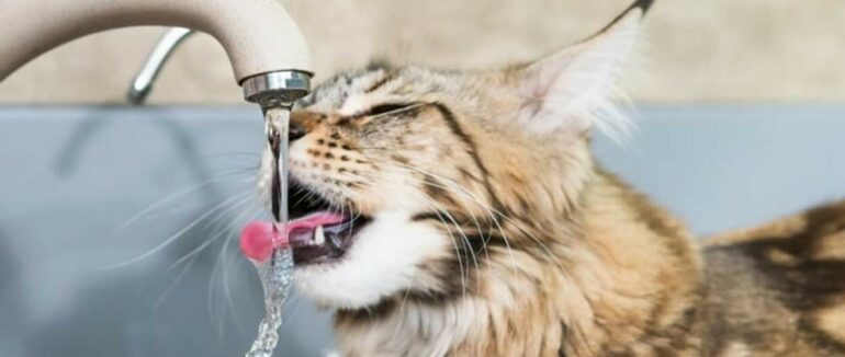 Завтра у Виноградові не буде води