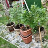 Вирощував у своєму помешканні коноплю: на Закарпатті обшукали мінінаркоплантацію