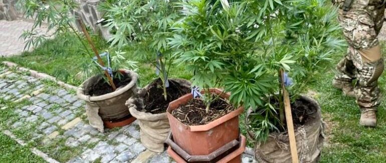 Вирощував у своєму помешканні коноплю: на Закарпатті обшукали мінінаркоплантацію