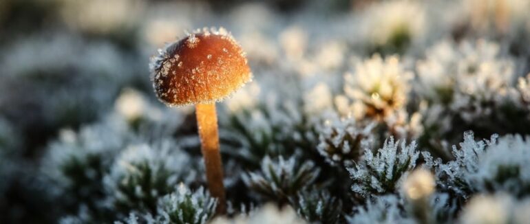 Вже у понеділок синоптики прогнозують перші заморозки