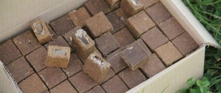 На Закарпатті із літаків розкидуватимуть вакцину для диких тварин