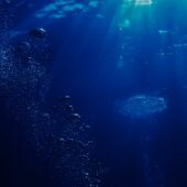 Акула “з мордою свині”: в Італії спіймана тварина шокувала очевидців