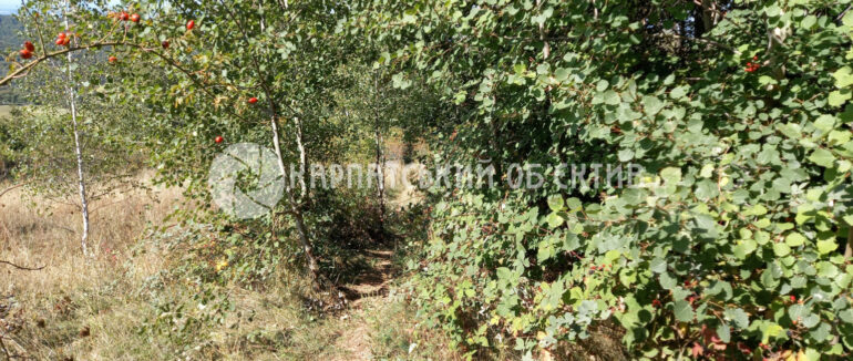 Змії залазять аж до осель: у Малому Раківці на Закарпатті водиться багато плазунів