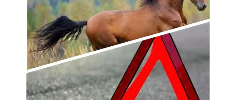 Тварина неочікувано вибігла на дорогу: у Хусті автівка збила коня