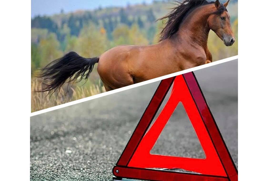 Тварина неочікувано вибігла на дорогу: у Хусті автівка збила коня