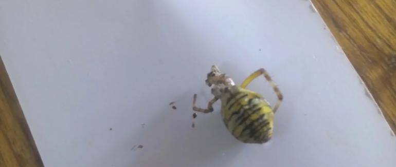 Закарпатця налякав отруйний павук, якого він виявив біля ліжка