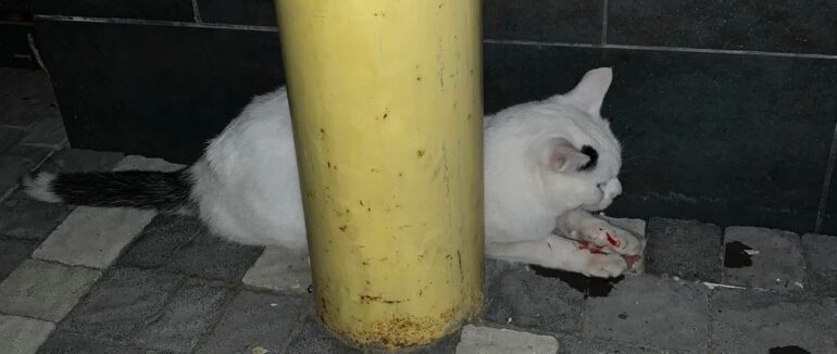 Жахливий удар об землю: в Ужгороді з третього поверху викинули кота