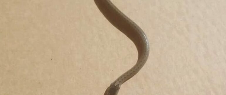 “Третя за тиждень”: будинок закарпатки атакують змії