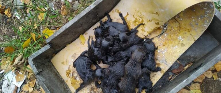 Нелюдська жорстокість: в Ужгороді намагались вбити дев‘ять новонароджених цуценят