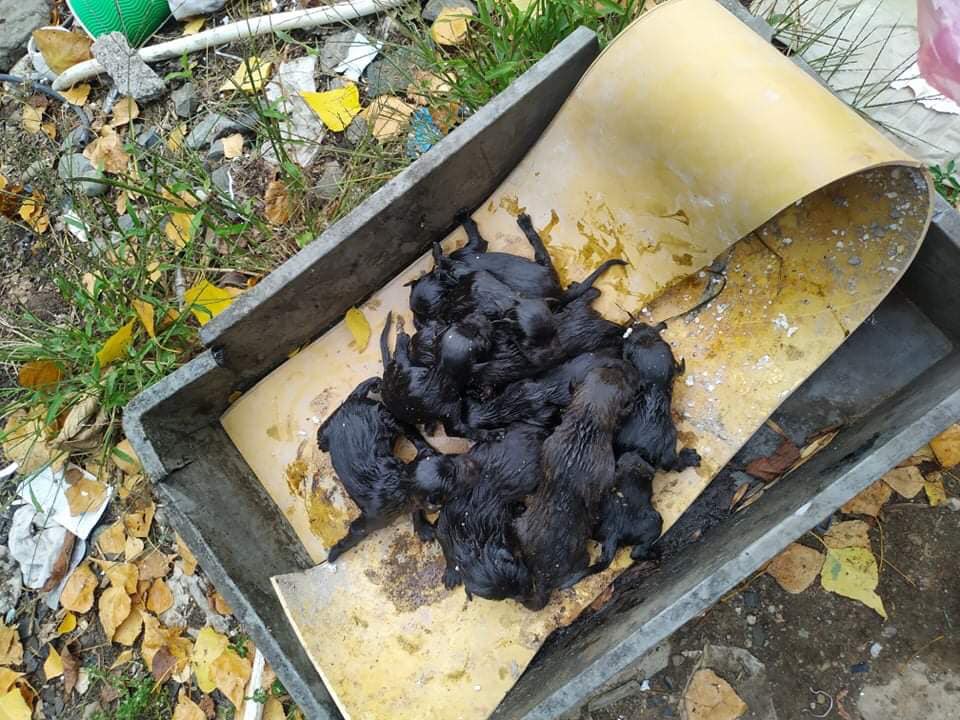 Нелюдська жорстокість: в Ужгороді намагались вбити дев‘ять новонароджених цуценят
