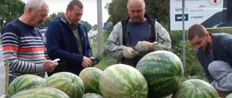 Закарпатські кавуни: три сорти баштаних вирощує фермер з Мукачівщини (ФОТО; ВІДЕО)