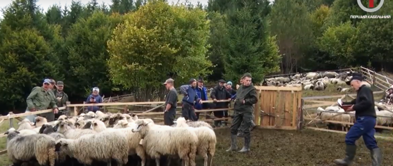 Розлучення овець: гуцули Рахівщини завершили літування (ФОТО; ВІДЕО)