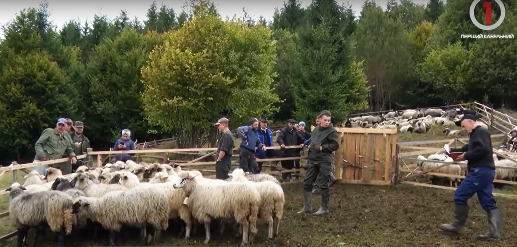 Розлучення овець: гуцули Рахівщини завершили літування (ФОТО; ВІДЕО)