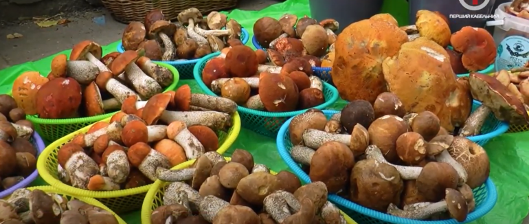 На Закарпатті у розпалі грибний сезон (ФОТО; ВІДЕО)