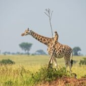 Найсмішніші фото тварин: триває голосування за кращий знімок