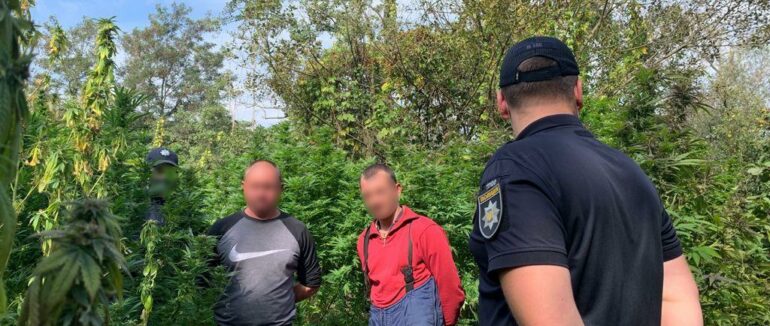 На Мукачівщині виростили цілу плантацію конопель: там затримали двох її озброєних охоронців