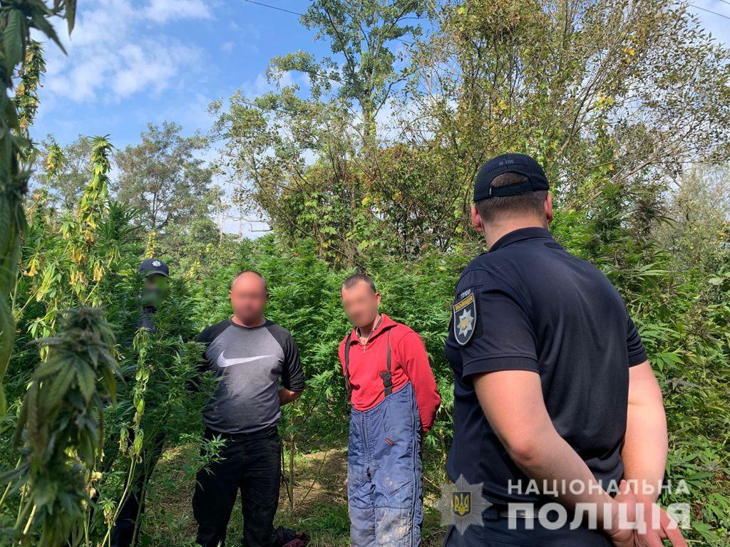 На Мукачівщині виростили цілу плантацію конопель: там затримали двох її озброєних охоронців