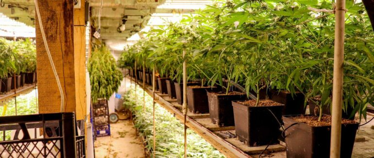 На Виноградівщині виявили підземну нарколабораторію: там вирощували елітну коноплю на суму 5 млн грн