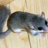 Кумедний та унікальний звір оселився в обійсті на Ужгородщині