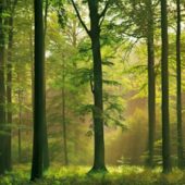 «Створюємо ліси разом»: закарпатці матимуть змогу долучитись до Всеукраїнської акції