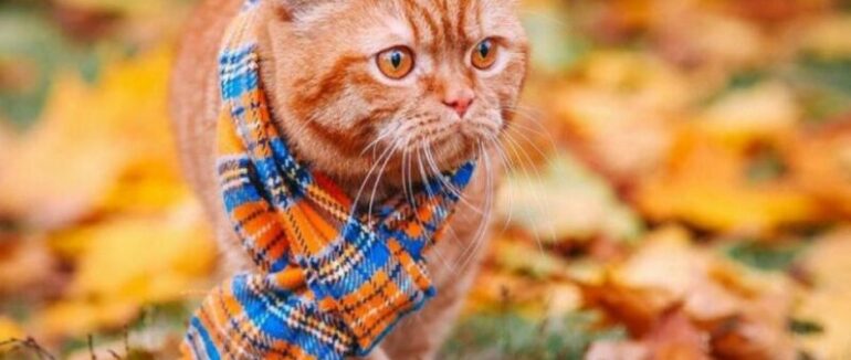 Відомо, яким буде цей тиждень на Закарпатті