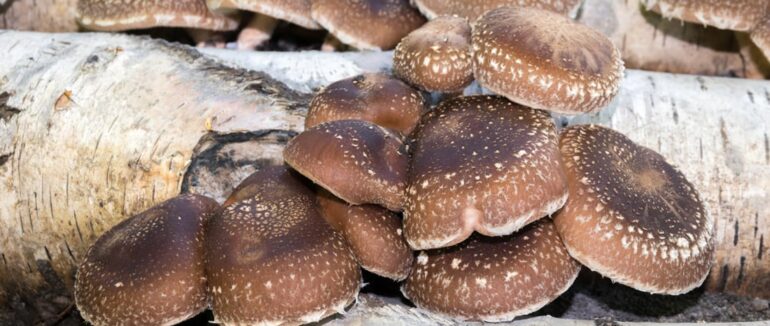 На Закарпатті вирощують екзотичні гриби тоннами