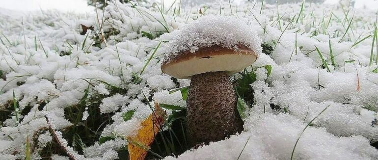 Перший сніг у Карпатах прогнозують вже завтра