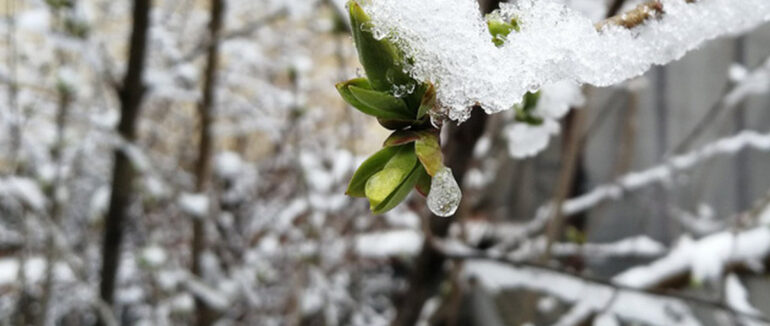 Синоптики попереджають закарпатців про мокрий сніг