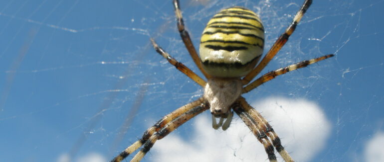 Жетелька Рахівщині виявила отруйного павука у себе на городі